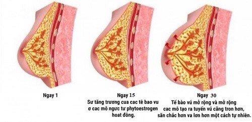 Kem Nở ngực ở Hải Phòng những công dụng nổi bật