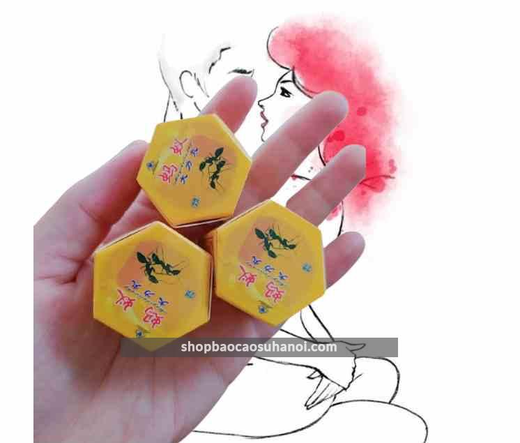 Kiến càng đen tây tạng Hà Nội